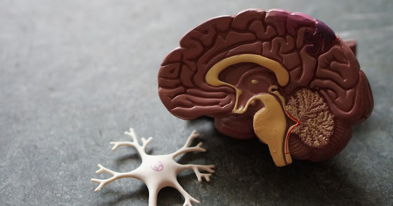 The Methylene Blue Revolution: Your Brain's New Best Friend