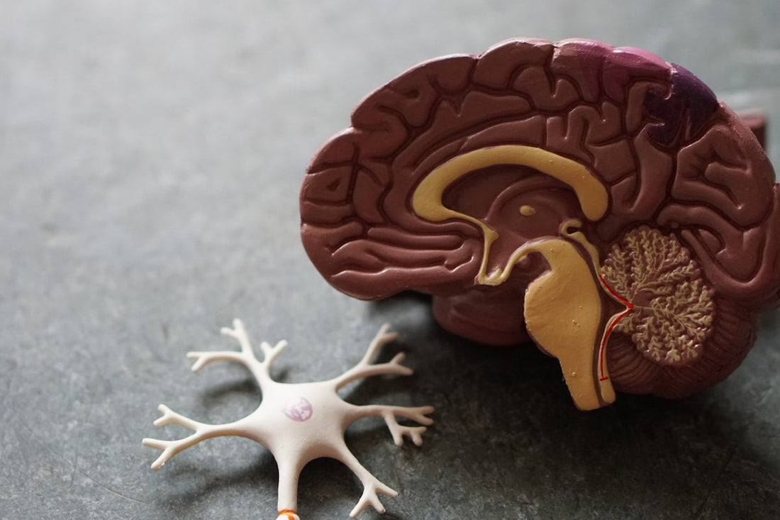 Alpha-GPC and Your Brain: What 600mg of Choline Can Actually Do for Focus and Memory