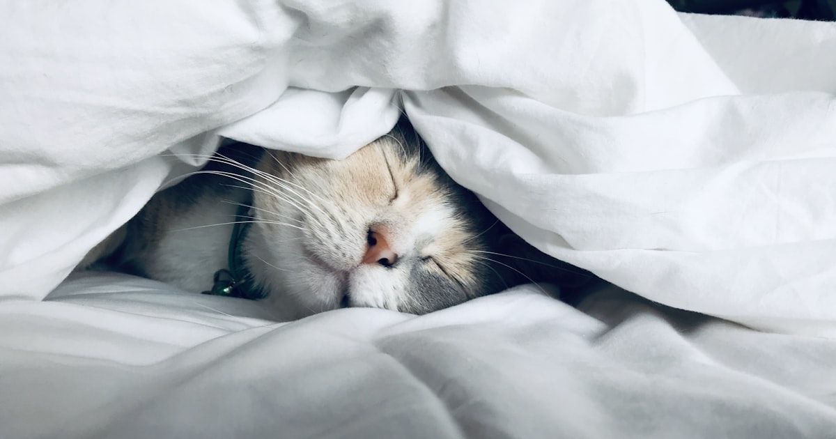 B Vitamins and Your Circadian Rhythm: Sleep Better Naturally