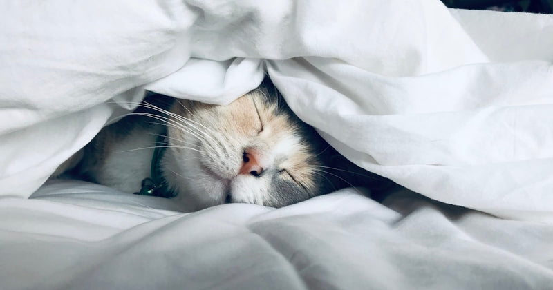 B Vitamins and Your Circadian Rhythm: Sleep Better Naturally